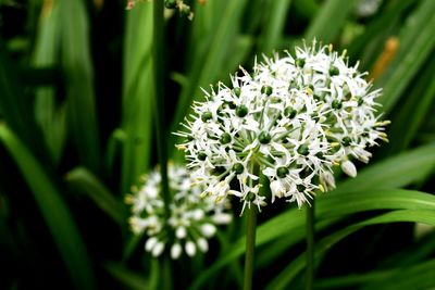 Close-up of white flowers