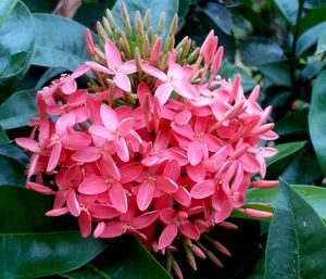 Close-up of pink ixora blooming outdoors