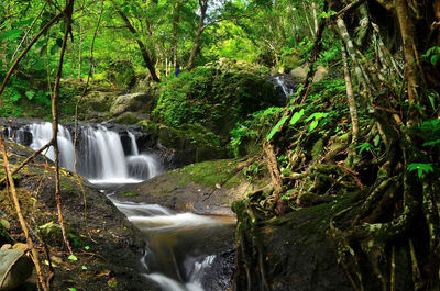 Scenic view of waterfall in forest