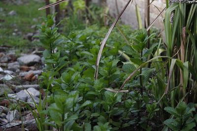 Close-up of plants growing outdoors