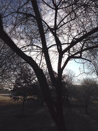 Bare trees against sky at sunset