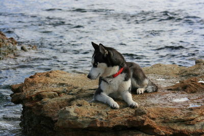 Siberian husky resting on rock at shore