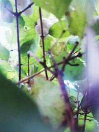 Close-up of green leaf on tree