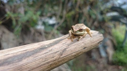 Close-up of lizard on wood