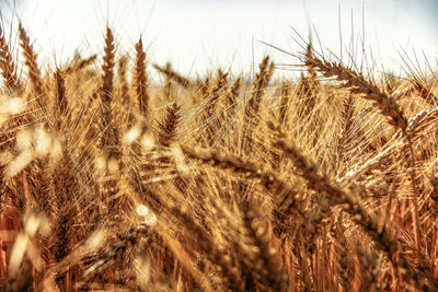 agriculture