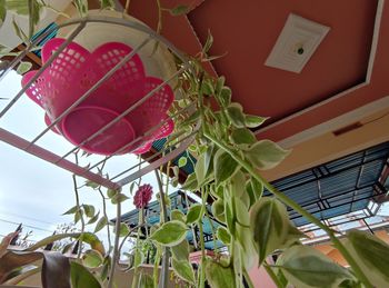 Low angle view of flowering plants hanging in building