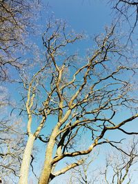 Low angle view of bare tree against clear blue sky