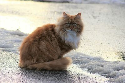 Portrait of cat sitting outdoors