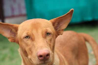 Close-up portrait of dog