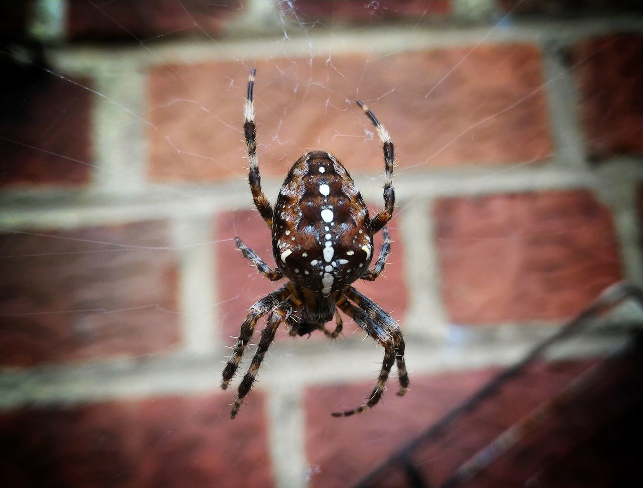 spider, spider web, one animal, close-up, animal themes, spinning, animal leg, focus on foreground, web, insect, animals in the wild, fragility, no people, intricacy, arthropod, animal wildlife, survival, weaving, animal body part, beauty in nature, day, complexity, nature, outdoors