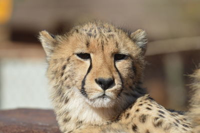 Close-up of a cat