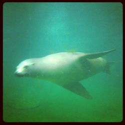 Fish swimming in sea