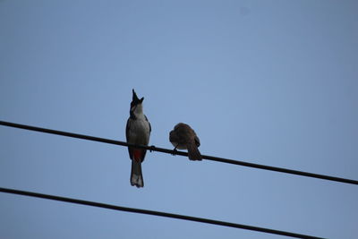 Low angle view of bird perching on cable against sky