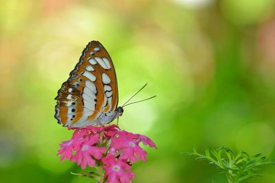 Close-up of butterfly pollinating on flower