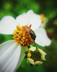 Close-up of honey bee on yellow flower