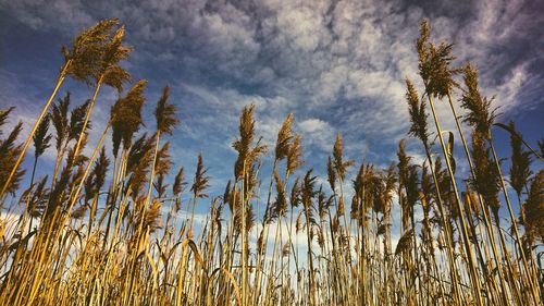 Low angle view of trees against sky