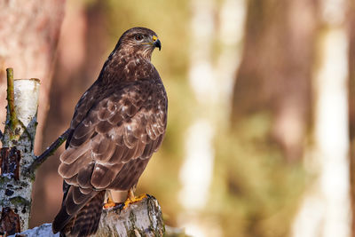 Buzzard sitting sublimely on sawed off birch trunk in forest