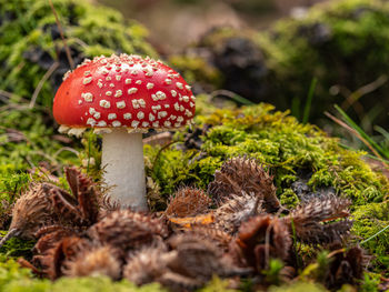 Close-up of fly agaric mushroom on field