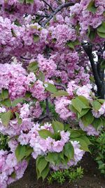 Pink flowers blooming in park