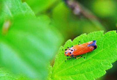 Close-up of insect on leaf