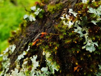 Close-up of moss growing on tree trunk