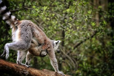 Low angle view of squirrel on tree