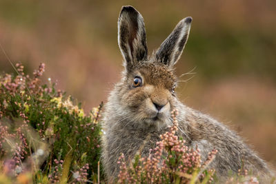 Close-up portrait of rabbit