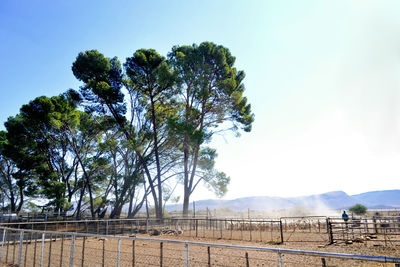 View of trees on landscape against sky