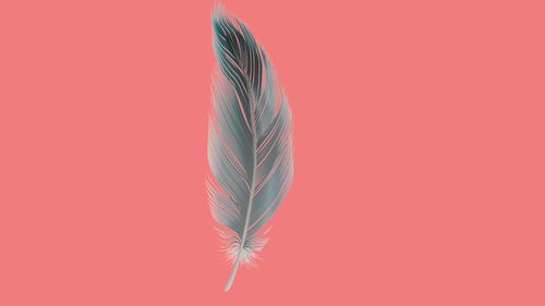 Close-up of feather against pink background