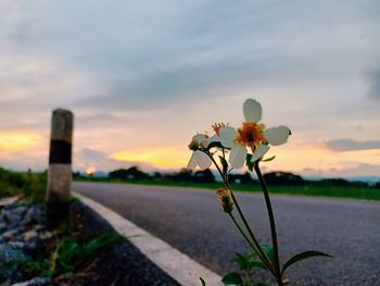 Close-up of flowering plant on field against sky during sunset