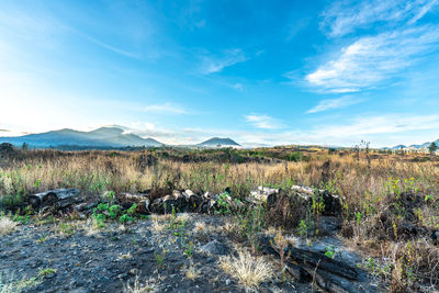 Scenic view of field against sky