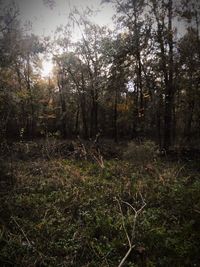 Trees growing in forest