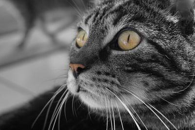 Close-up portrait of cat