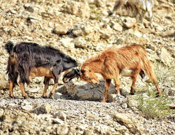 Goats on a field