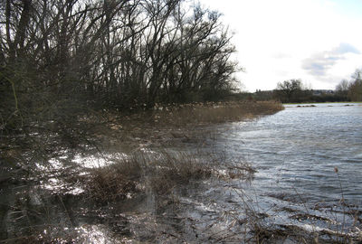 Scenic view of river flowing through forest
