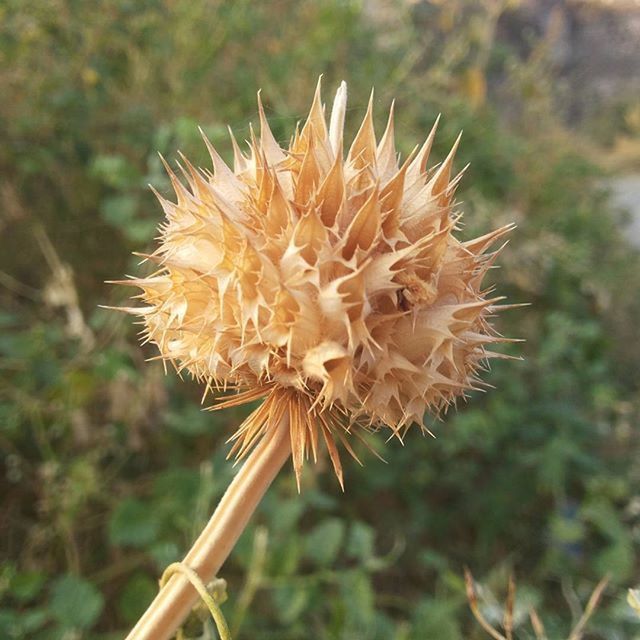 flower, fragility, flower head, growth, dandelion, freshness, single flower, close-up, focus on foreground, nature, beauty in nature, plant, stem, petal, uncultivated, softness, wildflower, blooming, day, pollen