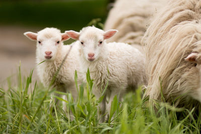 Portrait of sheep on field