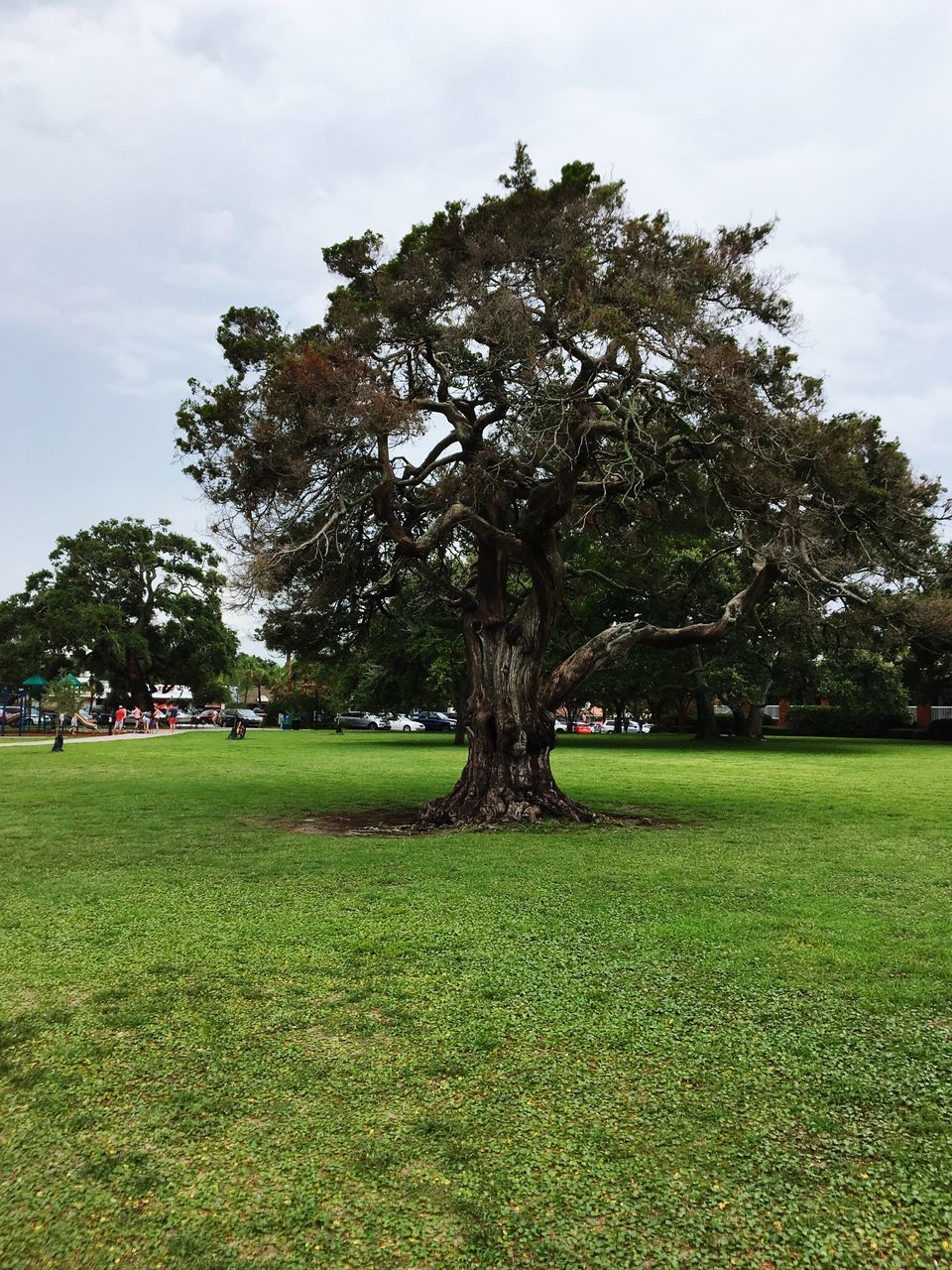 TREES ON FIELD