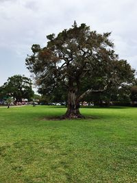 Trees on field against sky