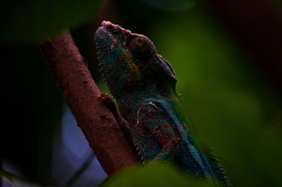 Close-up of lizard