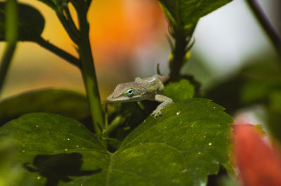 Close-up of frog on leaf