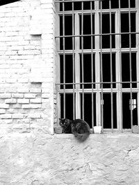 Cat sitting on window