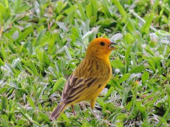 Close-up of bird perching on grass