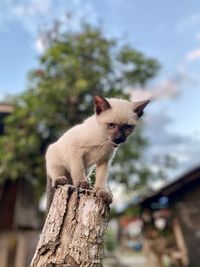 Cat looking away