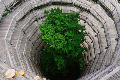 High angle view of a tree