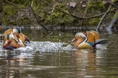 View of ducks swimming in lake