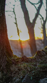 Trees growing in forest during sunset