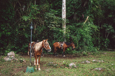 Horse standing in a field