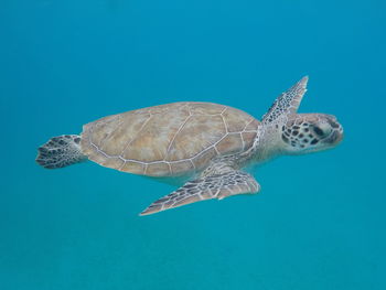 View of turtle swimming in sea