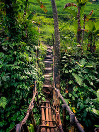 Low angle view of trees in forest